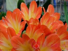 “發(fā)福”背后的疾病：子宮肌瘤